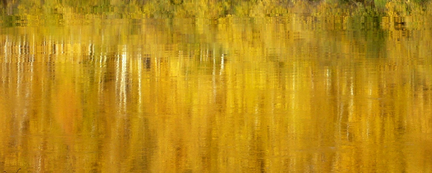 Werte - herbstgoldene Birken spiegeln sich aquarell-artig impressionistisch im Wasser